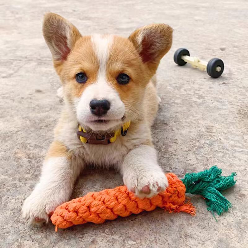 MRLS-003 The Dog Toy Knot, bears to bite the grinding tooth stick from high to relieve the boredom the divine instrument puppy puppy pet toy suppliesky Pet Dog Teeth Cleaning Chew Toy Pet Supplies