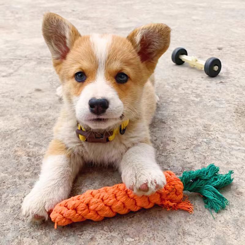 MRLS-003  The Dog Toy Knot, bears to bite the grinding tooth stick from high to relieve the boredom the divine instrument puppy puppy pet toy suppliesky Pet Dog Teeth Cleaning Chew Toy Pet Supplies